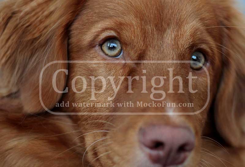 Watermark Photos Online