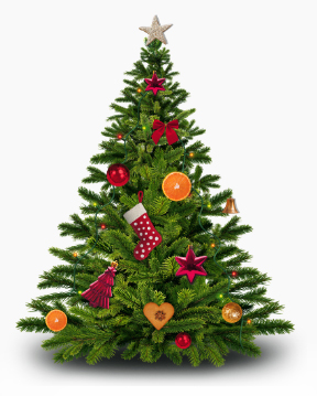 Christmas Tree PNG